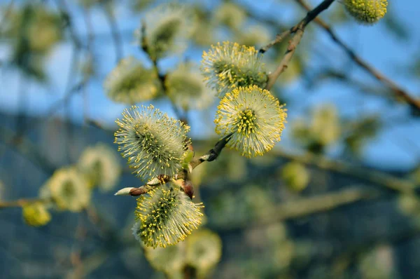 Rene soffice sui rami in primavera contro sfondo giallo bokeh. Catkins salice, fiore all'inizio della primavera — Foto Stock