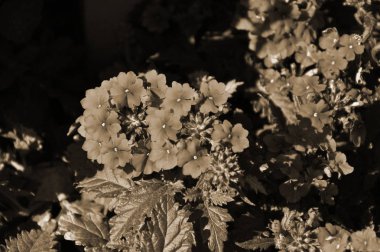 Verbena'yı kapat. Pembe Verbena Hybrida çiçeklenme