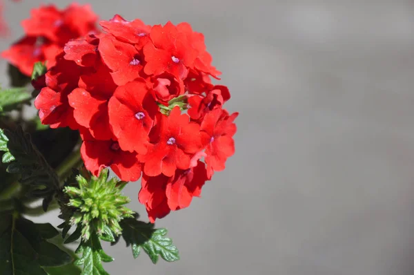 Zblízka na verbenu. Růžová Verbena hybrida kvetoucí — Stock fotografie