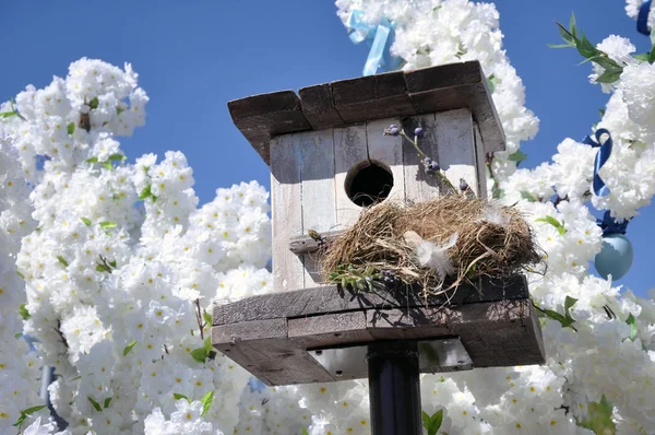 Squashbox. Opieka nad zwierzętami i ptakami, problemy z przetrwania ptaków w mieście — Zdjęcie stockowe