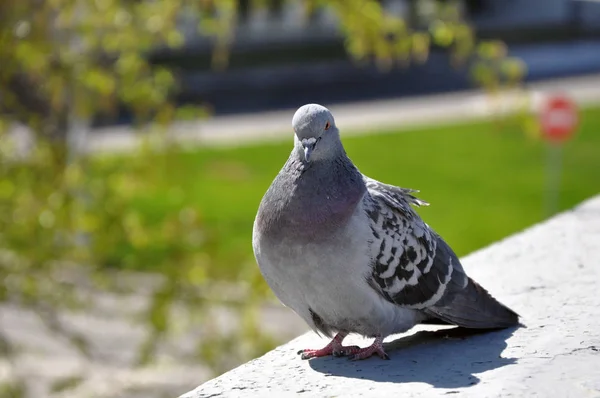 Feral gołąb Columba Livia domestica-mieszkanka miast. — Zdjęcie stockowe