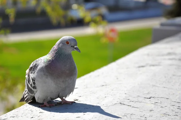 Feral Pigeon Columba livia domestica-invånaren av städer. — Stockfoto