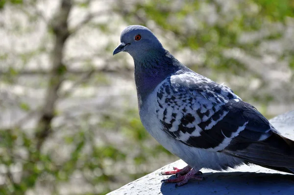 Feral Pigeon Columba livia domestica-invånaren av städer. — Stockfoto