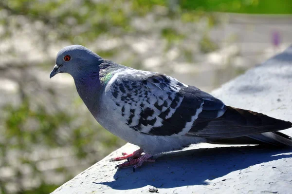 Feral Pigeon Columba livia domestica-invånaren av städer. — Stockfoto