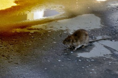 Bozhshaya gray rat sitting on the pavement, eyes closed. clipart