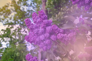 Çiçek açan leylakların bahar dalı. Doğal güzellik