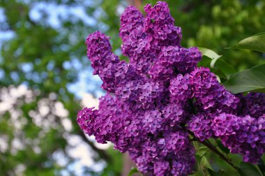 Çiçek açan leylakların bahar dalı. Doğal güzellik