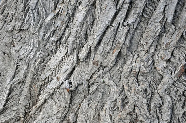 Oak tree bark photograph. Very clear high quality photograph of the natural Oak tree texture.