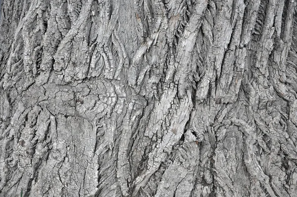 Oak tree bark photograph. Very clear high quality photograph of the natural Oak tree texture.