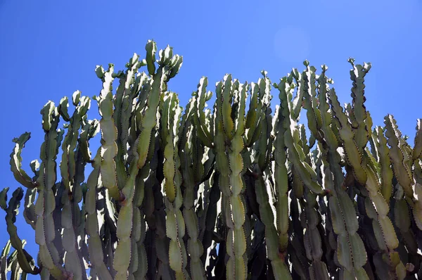 Prickly hruškové kaktusy s ovocem známé také jako Opuntia — Stock fotografie