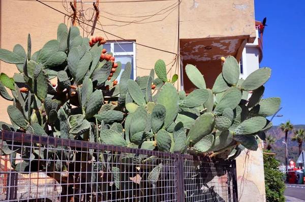 Prickly hruškové kaktusy s ovocem známé také jako Opuntia — Stock fotografie