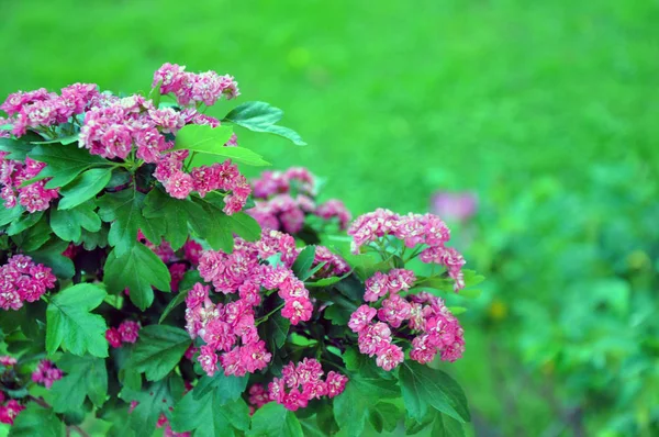 Biancospino decorativo in giardino. Giardino fiorito . — Foto Stock