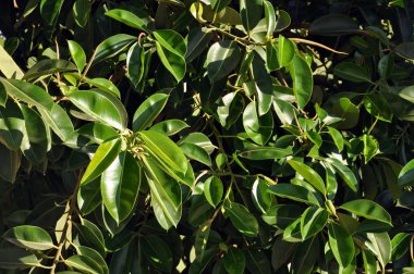 Kauçuk incir büyük pürüzsüz yeşil yaprak, ficus benjamina, ficus