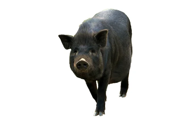 Porco preto giro. Peste suína africana. isolar . — Fotografia de Stock