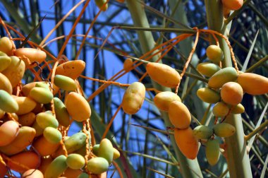tropik bir ağacın meyveleri. Meyve ile palmiye.