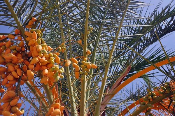 tropik bir ağacın meyveleri. Meyve ile palmiye.