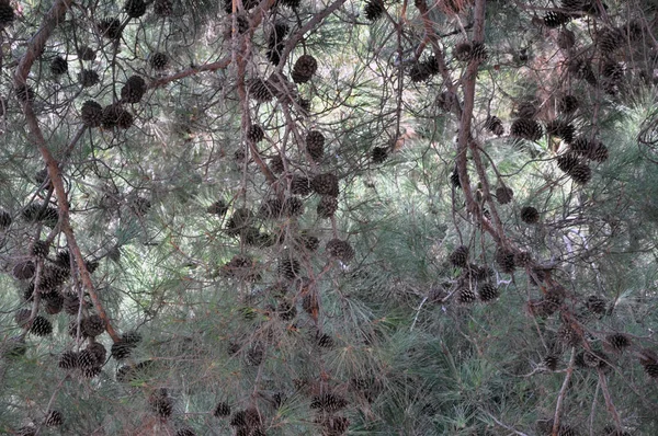 Vue à travers la couronne d'un arbre — Photo