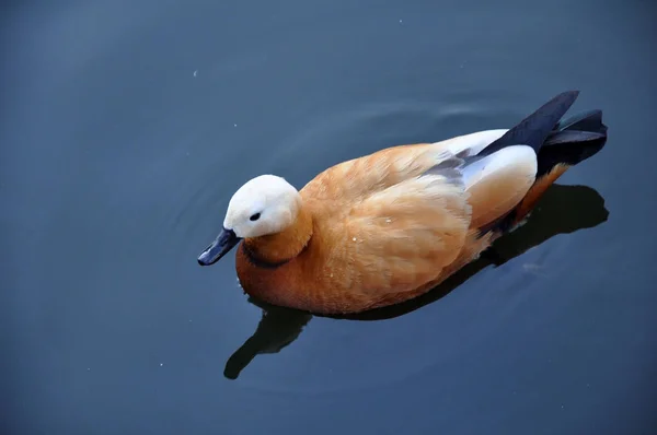 Red duck swimming on the water in the lake.