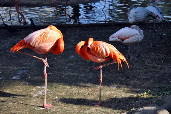 ピンクフラミンゴは暑い夏の日に水の近くに立っています — ストック写真