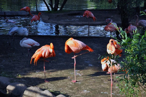 Flamingo rosado se encuentra cerca del agua en un caluroso día de verano — Foto de Stock
