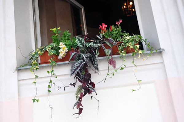 Janela Flor caixa com belas flores florescendo — Fotografia de Stock