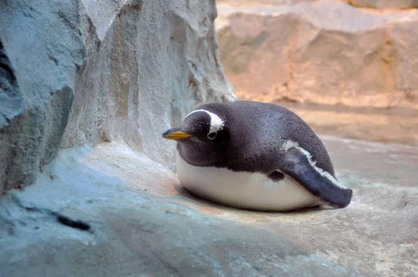 Close up of a King penguin sleeping. — Stock Photo, Image