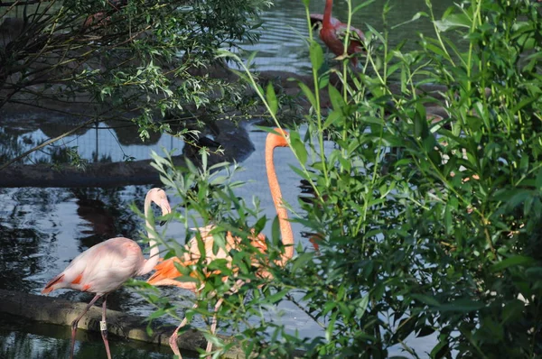 Розовый фламинго стоит у воды в жаркий летний день — стоковое фото