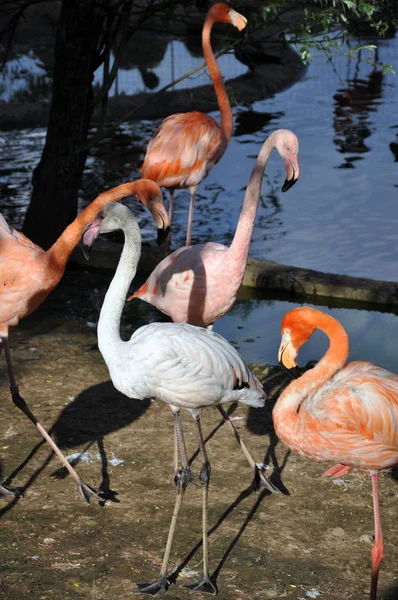 Flamingo rosado se encuentra cerca del agua en un caluroso día de verano — Foto de Stock