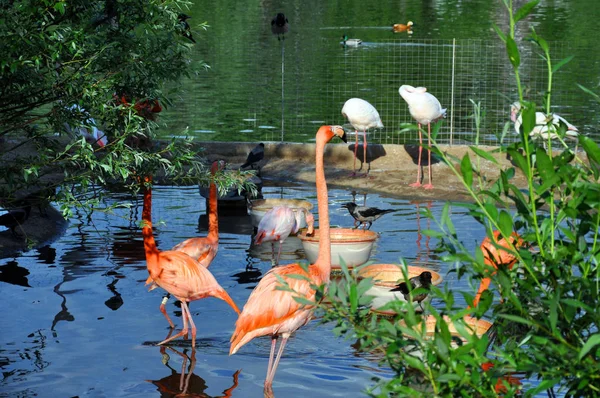 Flamingo rosado se encuentra cerca del agua en un caluroso día de verano — Foto de Stock