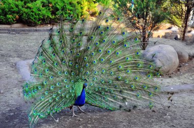şık tavus kuşu kuyruğu. tavus kuşu standları ve raspustil çok renkli ev sahibi.