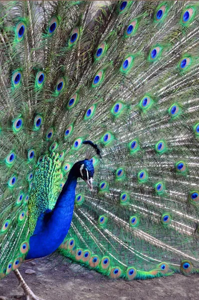 Chic påfågelstjärt. Peacock står och raspustil flerfärgade värd. — Stockfoto