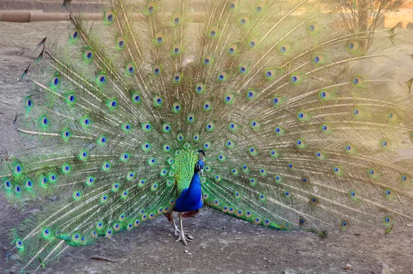 Chic påfågelstjärt. Peacock står och raspustil flerfärgade värd. — Stockfoto