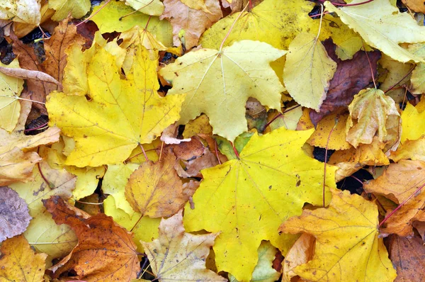 Multicolor hojas de arce se encuentran en la hierba . —  Fotos de Stock