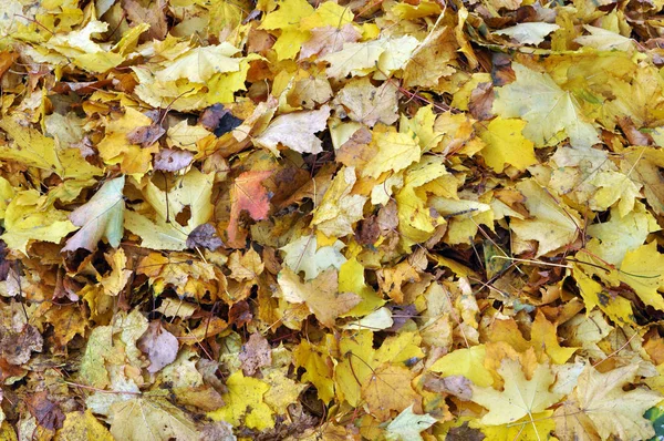 Les feuilles d'érable multicolores reposent sur l'herbe . — Photo