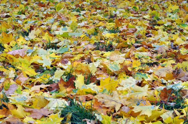 Многоцветные кленовые листья лежат на траве . — стоковое фото