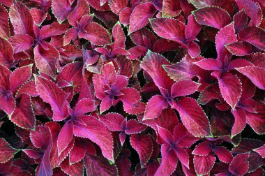 Çok yıllık bitki coleus parlak kırmızı yaprakları, plectranthus scutellarioides. Dekoratif kırmızı kadife coleus fairway bitkiler.