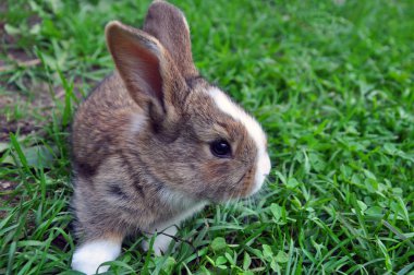 Sevimli Cottontail tavşan tavşan bahçede ot munching, doğal yeşil arka plan