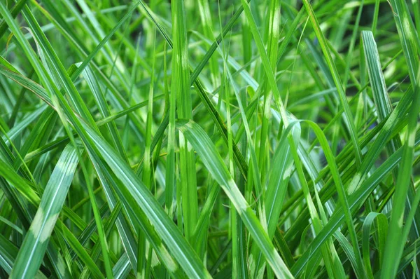 Jarní zelená tráva na jaře. Příprava pro návrháře — Stock fotografie