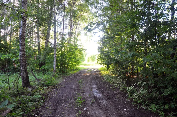 Bosque camino rodeado de árboles después de la lluvia . — Foto de Stock