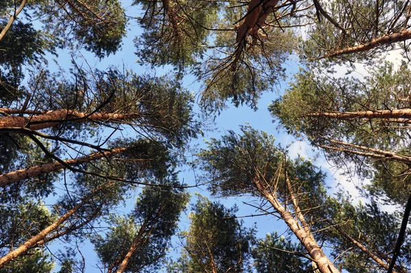 Vue du bas de grands vieux arbres dans la forêt primitive à feuilles persistantes . — Photo
