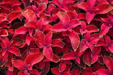 Çok yıllık bitki coleus parlak kırmızı yaprakları, plectranthus scutellarioides. Dekoratif kırmızı kadife coleus fairway bitkiler.