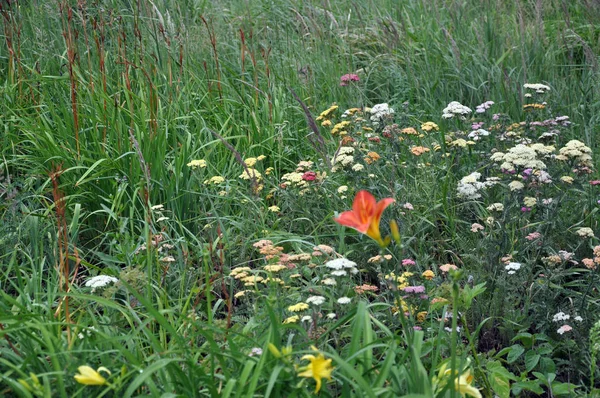 Divoké květiny na louce ve vysoké trávě. Pozadí. — Stock fotografie
