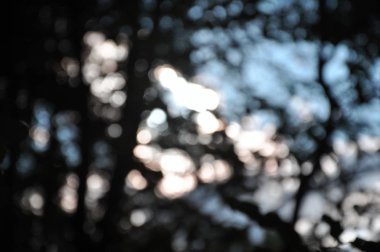 Büyülü ve gizemli vahşi orman. odak dışında