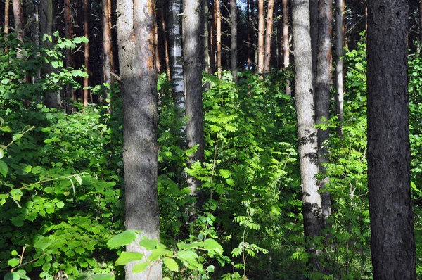Bosque caducifolio mixto consagrado por la luz del sol después de la lluvia . — Foto de Stock