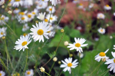 Çayırda papatya çiçekleri. Kırsal bahar.