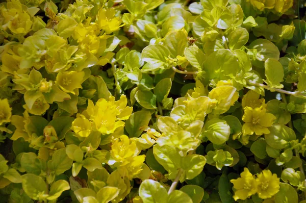 Close up das flores amarelas de Cypress spurge Euphorbia cyparissias ou spurge folhosos Euphorbia esula. Polónia, Europa — Fotografia de Stock