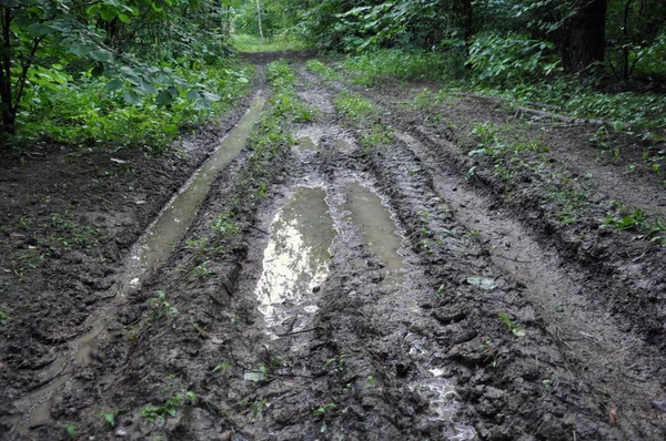 Yağmur sonrası orman yolu. Kir üzerinde tekerlek parça.