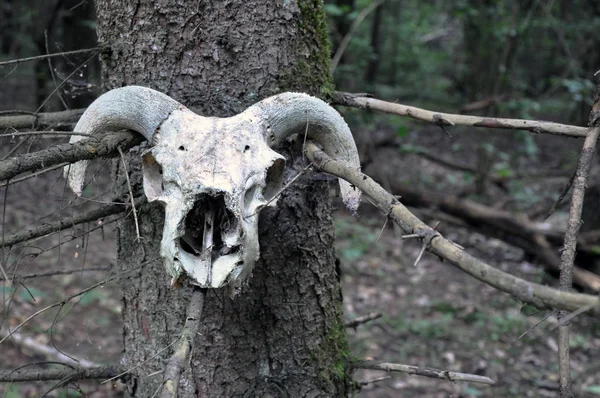 Old animal skull on a tree in the forest.