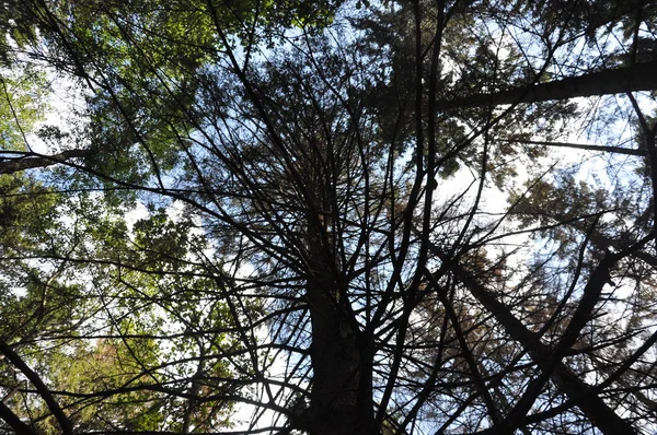 Bottom view of tall old trees in evergreen primeval forest. — Stock Photo, Image