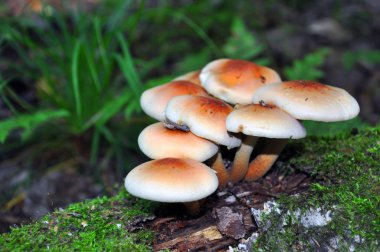 Ortak bal agaric. Ormanda kütükler ve yığılmış ağaçlar üzerinde yetişen bir grup mantar